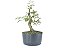 Pré Bonsai Calliandra Rosa 5 Anos - Imagem 1