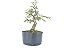 Pré Bonsai Calliandra Rosa 5 Anos - Imagem 4
