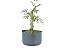 Pré Bonsai Calliandra Rosa 5 Anos - Imagem 2