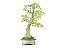 Bonsai Acer Kaede 15 Anos - Imagem 4