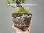 Substrato Misto Premium Bonsai 2 litros - Imagem 4