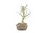 Bonsai Acer Kaede 5 Anos - Imagem 4