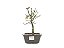 Bonsai Acer Kaede 3 Anos - Imagem 1