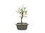 Bonsai Acer Kaede 3 Anos - Imagem 3