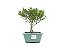 Bonsai Cereja 3 Anos - Imagem 1