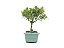 Bonsai Cereja 3 Anos - Imagem 2