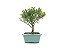 Bonsai Cereja 3 Anos - Imagem 3
