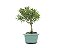 Bonsai Cereja 3 Anos - Imagem 4