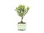 Bonsai Cereja 3 Anos - Imagem 2