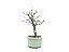 Bonsai Acer Kaede 3 Anos - Imagem 2