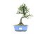 Bonsai Calliandra Branca 6 Anos - Imagem 1