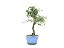 Bonsai Calliandra Branca 6 Anos - Imagem 2