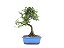 Bonsai Calliandra Branca 6 Anos - Imagem 3