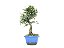 Bonsai Calliandra Branca 6 Anos - Imagem 4