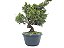 Pré Bonsai Shimpaku Kishu 9 Anos - Imagem 3