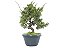 Pré Bonsai Shimpaku Kishu 9 Anos - Imagem 3