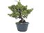 Pré Bonsai Shimpaku Kishu 9 Anos - Imagem 1