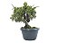 Pré Bonsai Shimpaku Kishu 9 Anos - Imagem 2