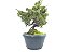 Pré Bonsai Shimpaku Kishu 9 Anos - Imagem 3