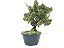 Pré Bonsai Shimpaku Kishu 9 Anos - Imagem 4