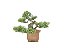 Bonsai Shimpaku Kishu 7 Anos - Imagem 2