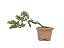 Bonsai Shimpaku Kishu 7 Anos - Imagem 3