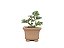 Bonsai Shimpaku Kishu 7 Anos - Imagem 4