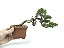Bonsai Shimpaku Kishu 7 Anos - Imagem 5
