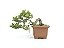 Bonsai Procumbens 7 Anos - Imagem 1