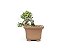 Bonsai Procumbens 7 Anos - Imagem 2
