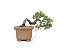 Bonsai Procumbens 7 Anos - Imagem 3