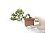 Bonsai Procumbens 7 Anos - Imagem 5