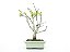 Bonsai Macieira anã 8 Anos - Imagem 1