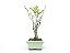 Bonsai Macieira anã 8 Anos - Imagem 2
