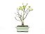 Bonsai Macieira anã 8 Anos - Imagem 3