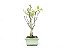 Bonsai Macieira anã 8 Anos - Imagem 4
