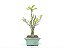Bonsai Macieira anã 8 Anos - Imagem 2
