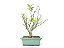 Bonsai Macieira anã 8 Anos - Imagem 3