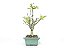Bonsai Macieira anã 8 Anos - Imagem 4