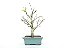 Bonsai Macieira anã 8 Anos - Imagem 1