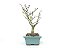 Bonsai Macieira anã 8 Anos - Imagem 2