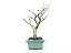Bonsai Macieira anã 8 Anos - Imagem 4