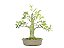 Bonsai Cereja do Rio Grande 15 Anos - Imagem 1