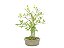 Bonsai Cereja do Rio Grande 15 Anos - Imagem 2