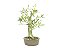 Bonsai Cereja do Rio Grande 15 Anos - Imagem 4