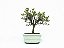 Bonsai Jasmim Anão 3 Anos - Imagem 1