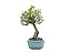 Bonsai Jasmim Anão 6 Anos - Imagem 2