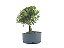 Pré Bonsai Cereja Anã 7 Anos - Imagem 4