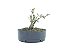 Pré Bonsai Cereja Anã 5 Anos - Imagem 3