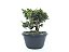 Pré Bonsai Shimpaku Kishu 7 Anos - Imagem 4